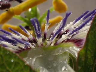 P1134858a.jpg